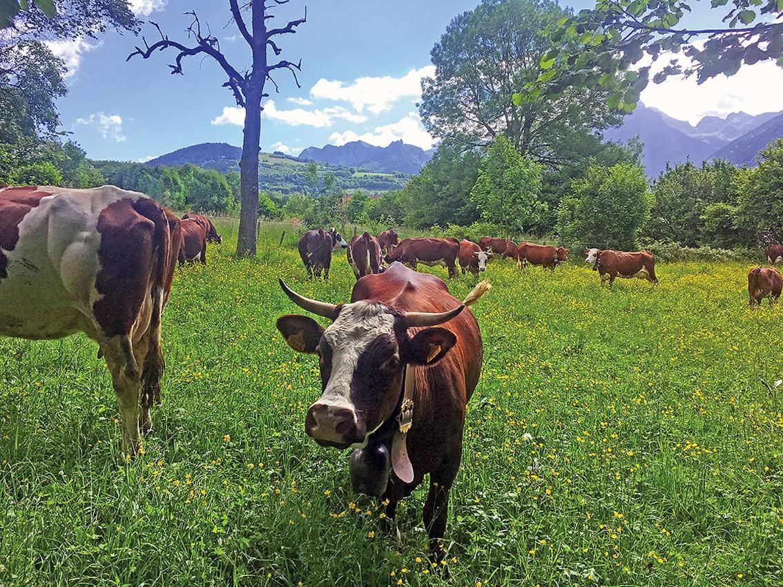 L'Ourserie Bed & Breakfast Saint-Paul-en-Chablais Buitenkant foto